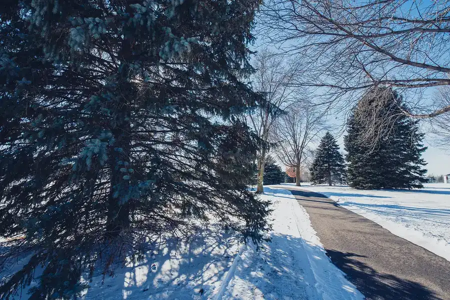 Snowy walking path lined with spruce trees in Alexander Park, Faribault, Minnesota